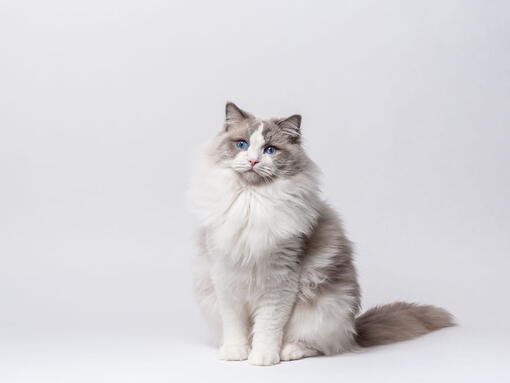 kedi