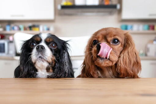 köpek