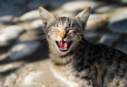 kedi