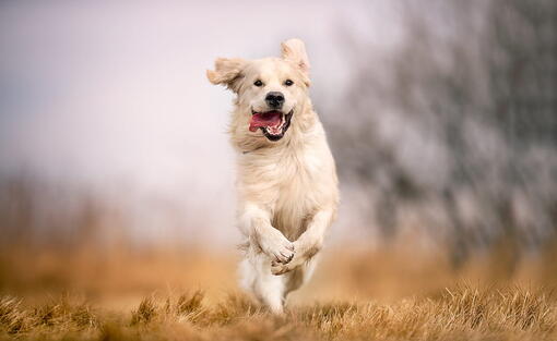 köpek