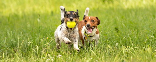 köpek
