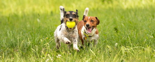 köpek