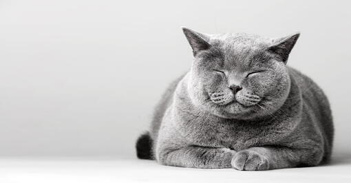 kedi