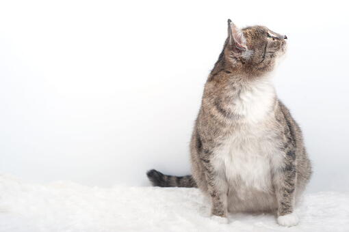 kedi