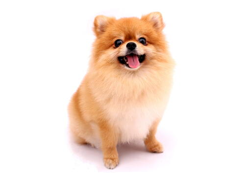 köpek