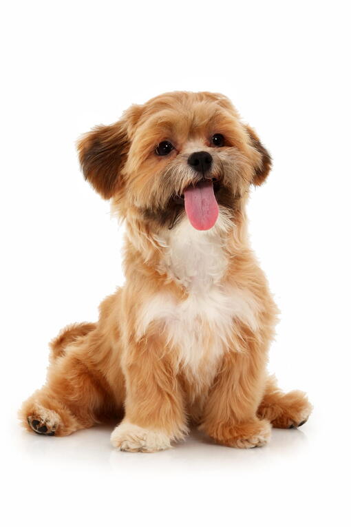 köpek