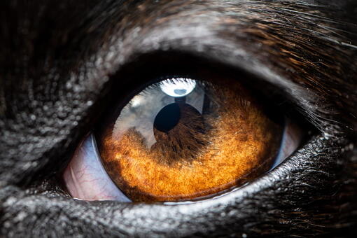 kedi