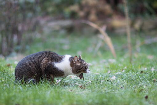 kedi