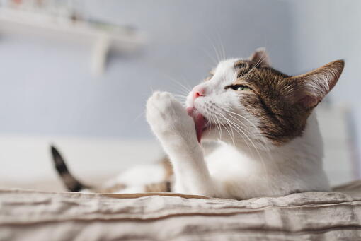 kedi