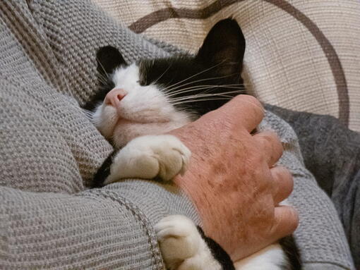 kedi