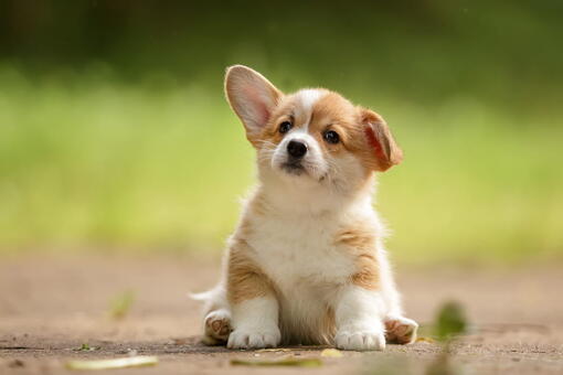 köpek