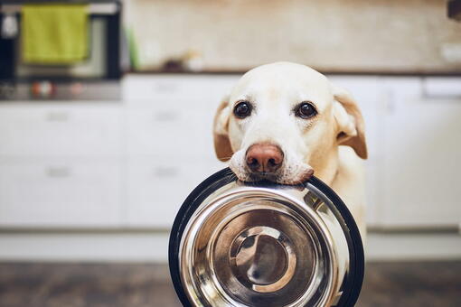 köpek
