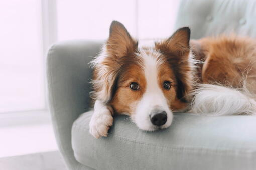 köpek