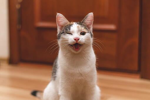 kedi