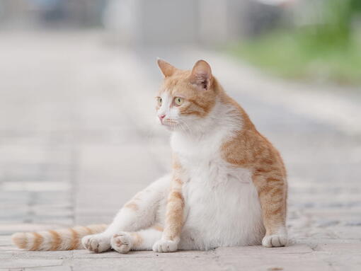 kedi