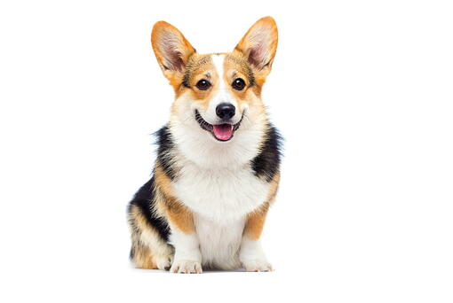 köpek