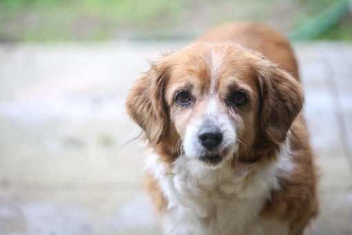 köpek