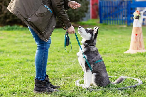 köpek