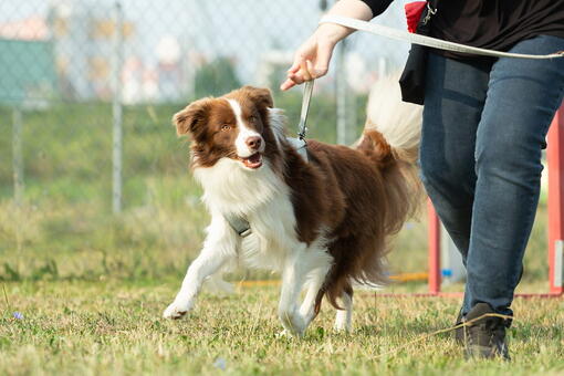 köpek