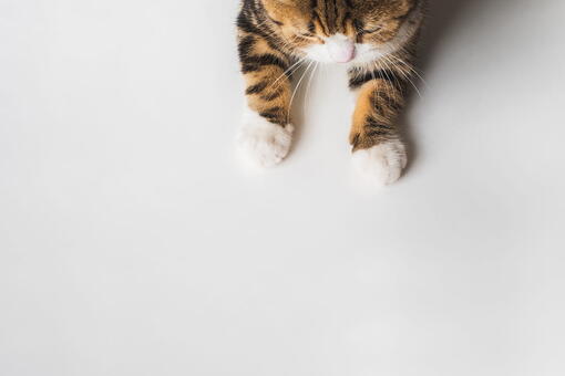 kedi