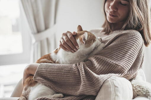 kedi