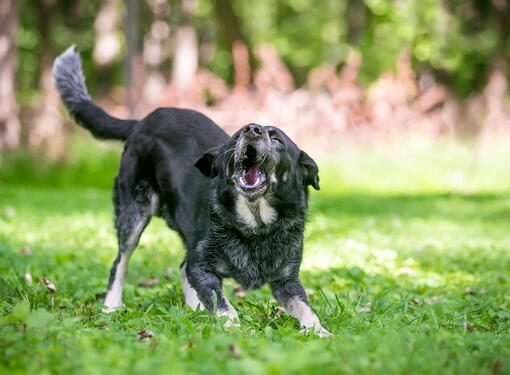 köpek