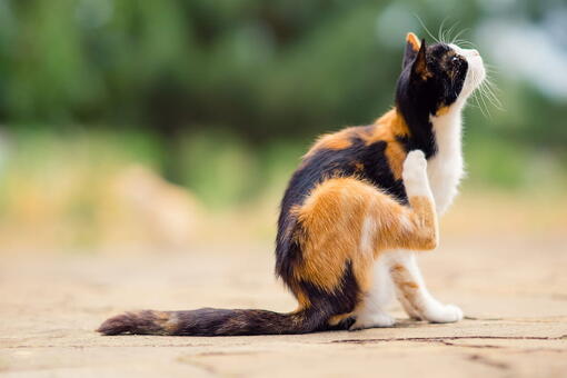 kedi