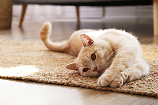 kedi