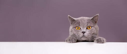 kedi