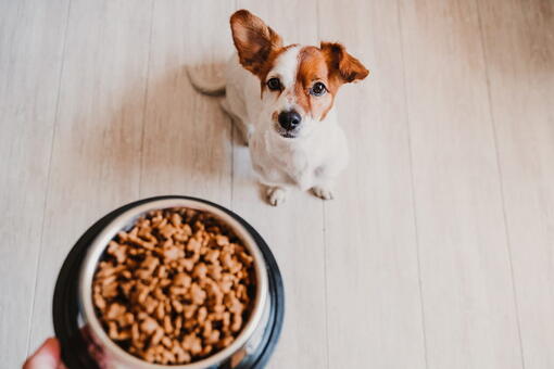 köpek