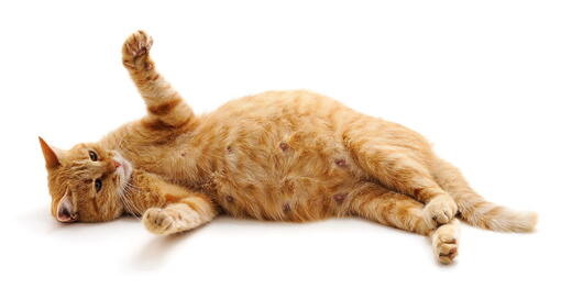 kedi