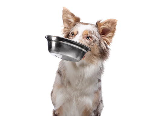 köpek