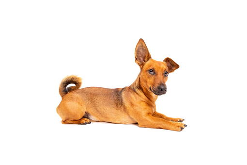 köpek