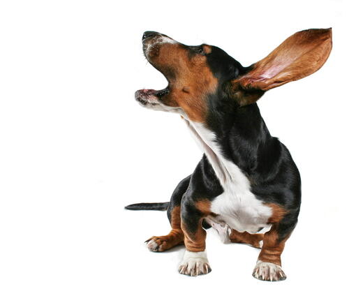 köpek