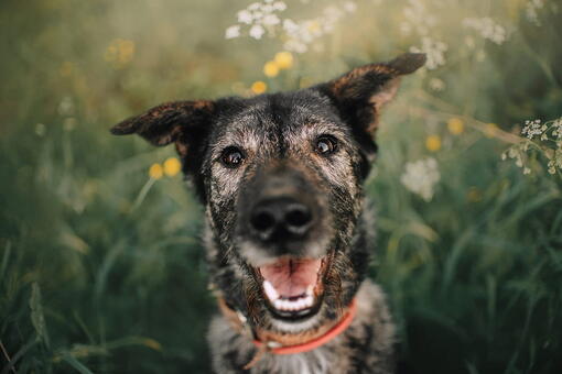 köpek