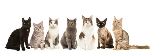 kedi