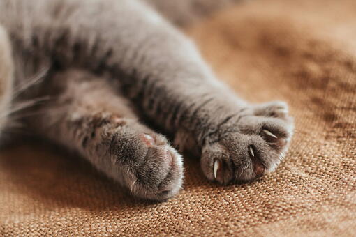 kedi