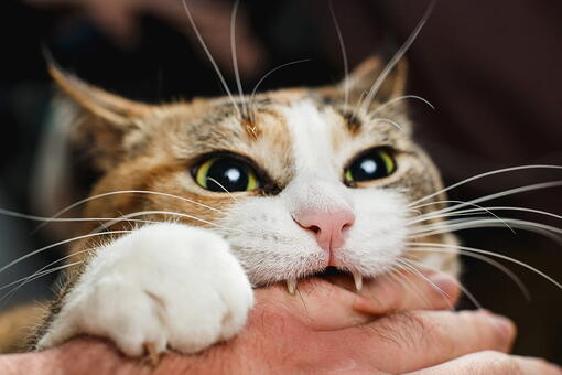 kedi