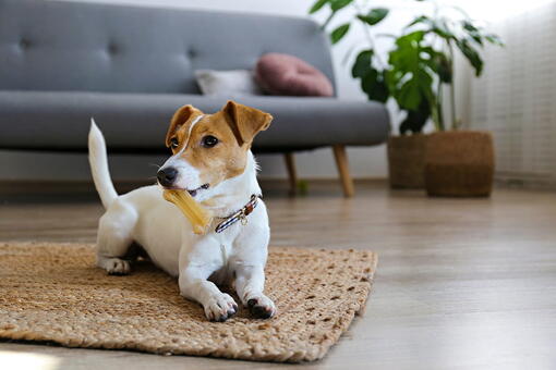 köpek