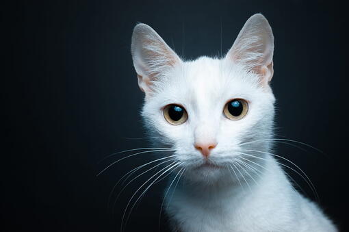 kedi