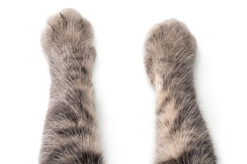 kedi