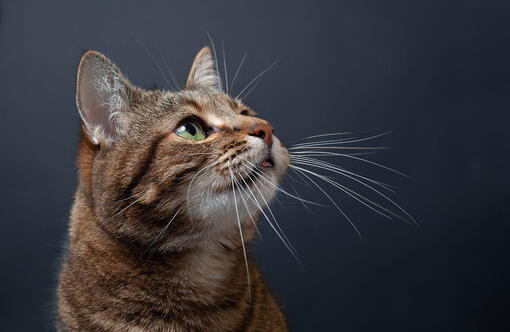 kedi