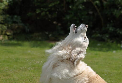 köpek