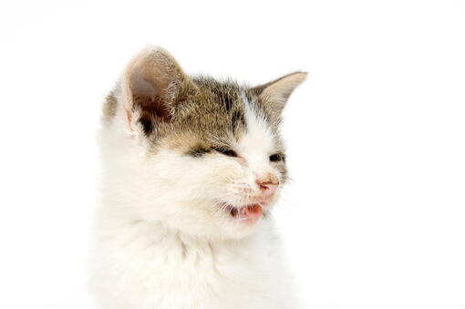 kedi