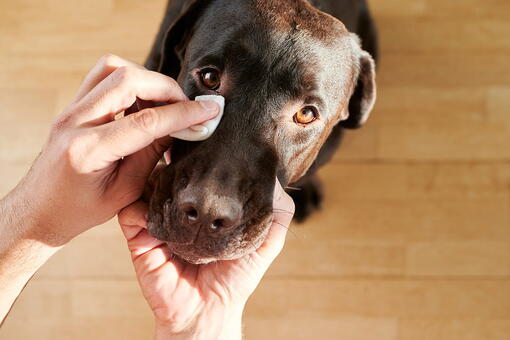 köpek