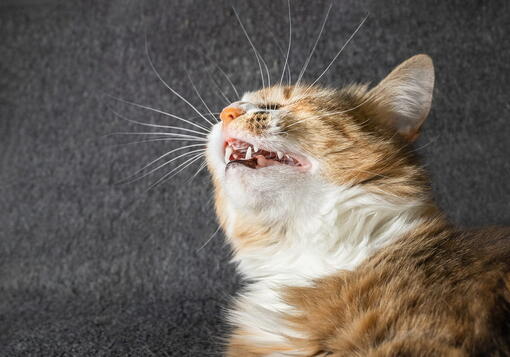 kedi