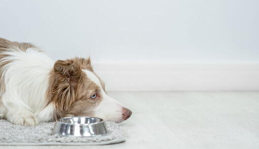 köpek