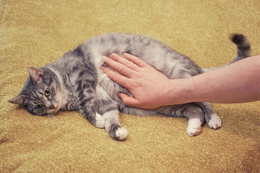 kedi