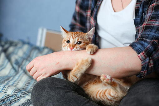 kedi