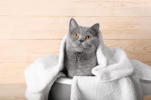 kedi